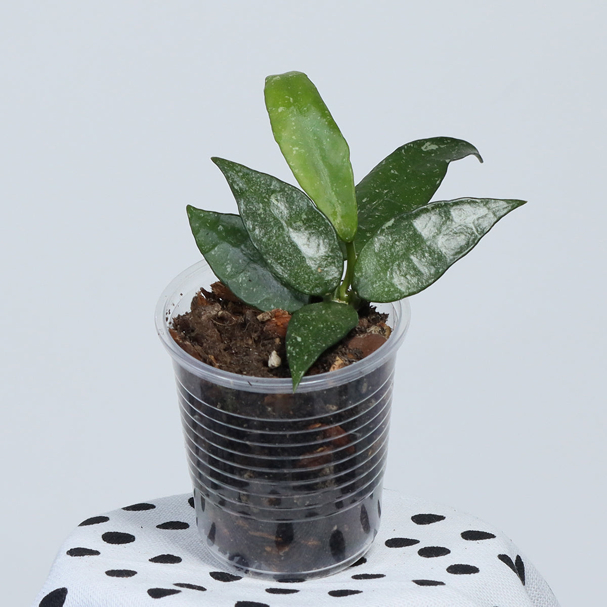 Hoya lacunosa (IML-0377)