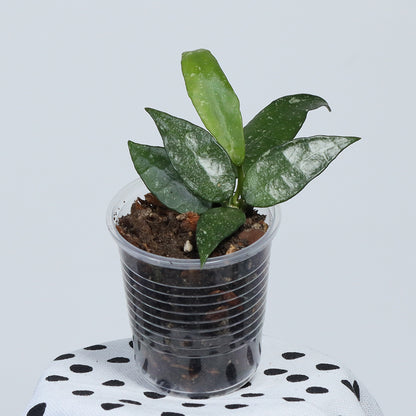 Hoya lacunosa (IML-0377)