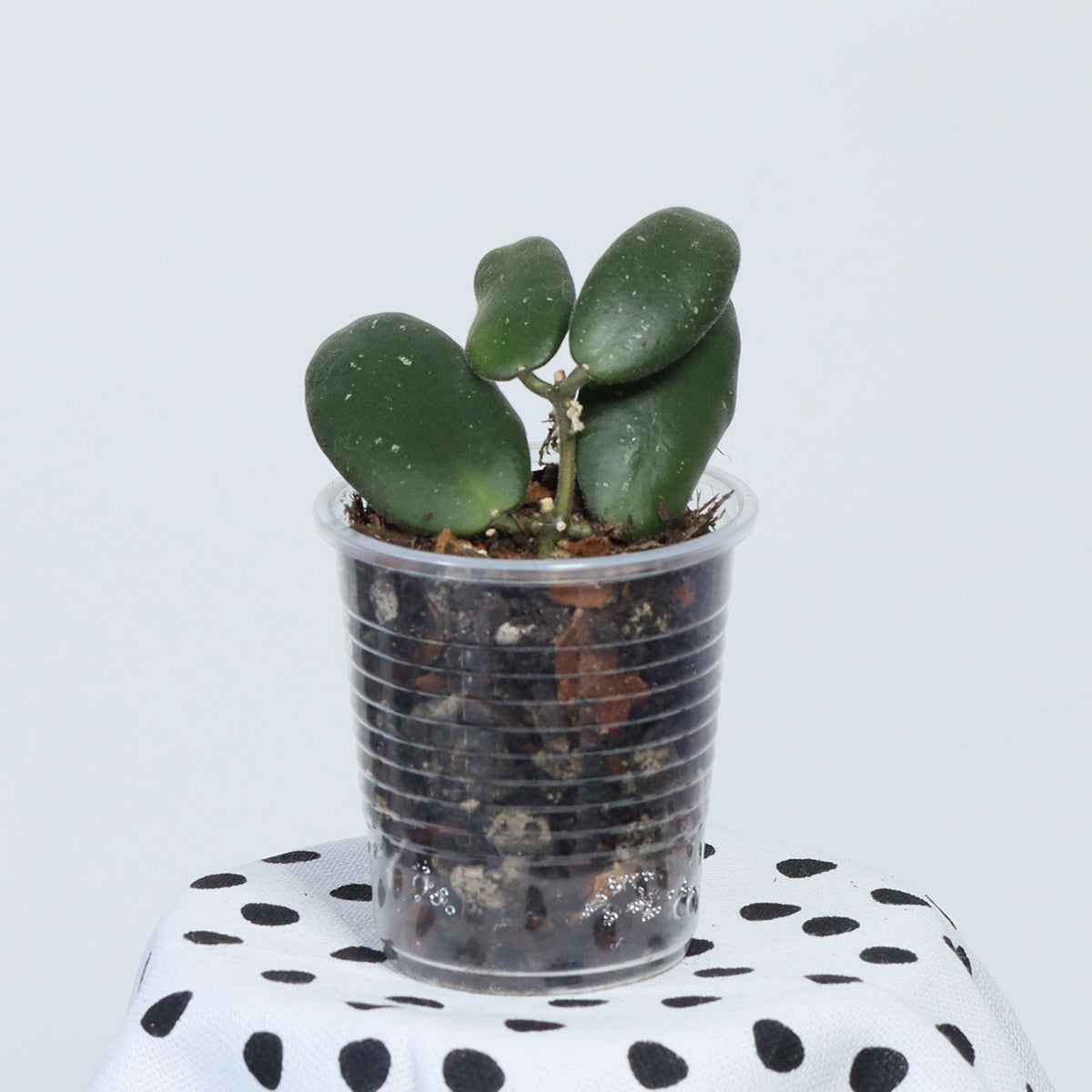 Hoya sp. aff. sigillatis (Sulawesi, IPPS-7731)