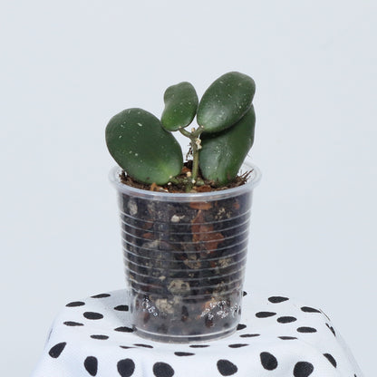 Hoya sp. aff. sigillatis (Sulawesi, IPPS-7731)