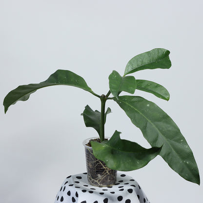 Hoya multiflora (TN99-025)