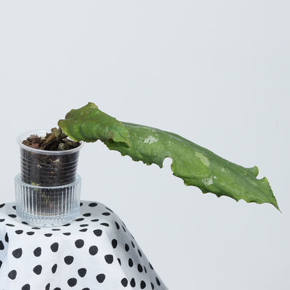 Hoya undulata