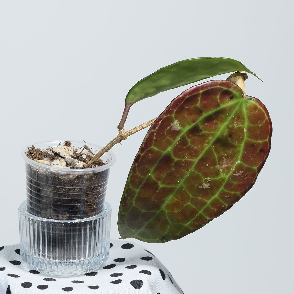 Hoya sp. (IV from WMZ)