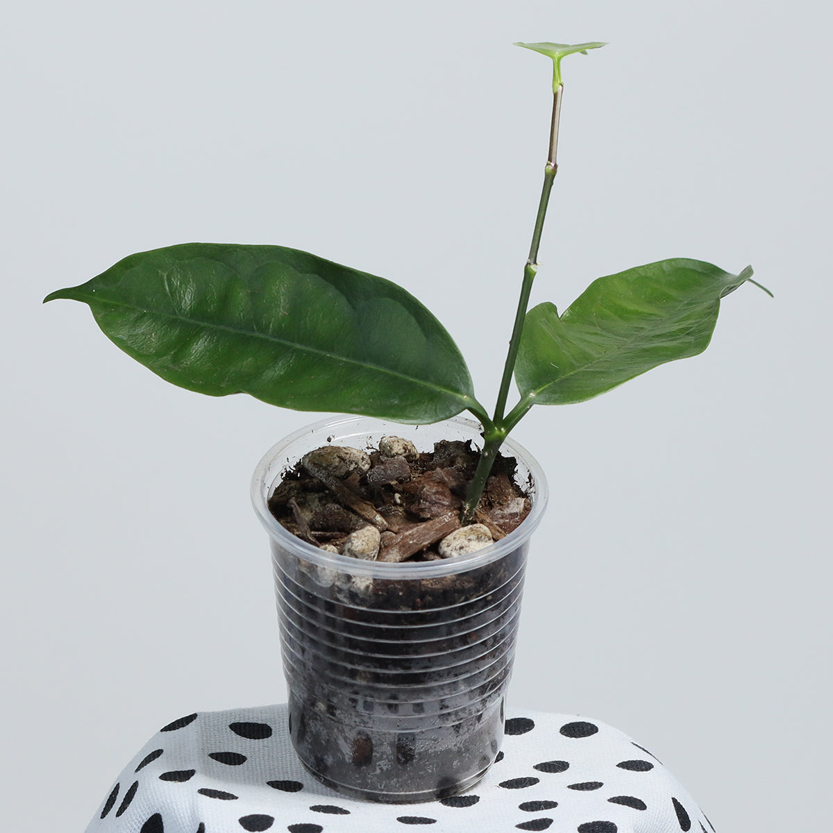 Hoya sp. (SR2017-012)