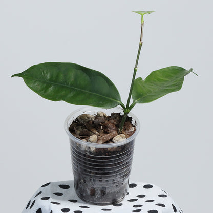 Hoya sp. (SR2017-012)