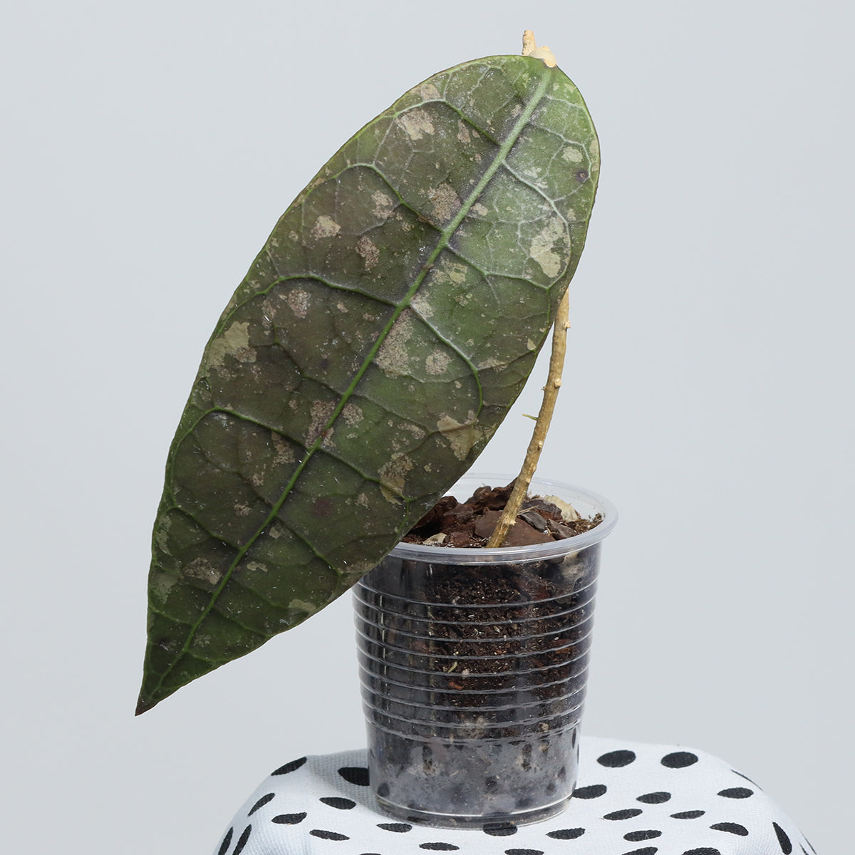 Hoya sp. aff. lambii (Borneo)