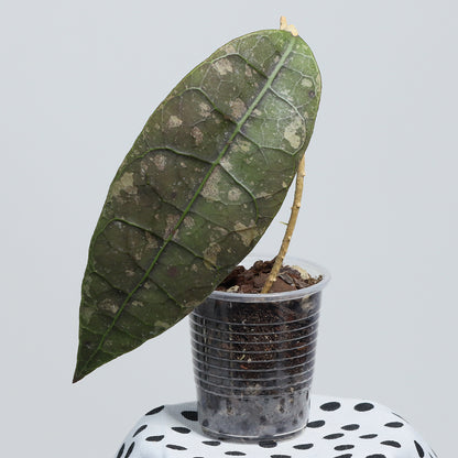 Hoya sp. aff. lambii (Borneo)