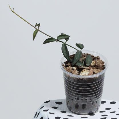 Dischidia tomentella