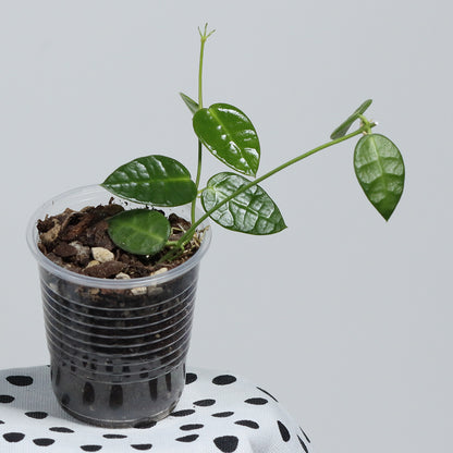Dischidia hirsuta (NS08-123, PNG, lila blommor)
