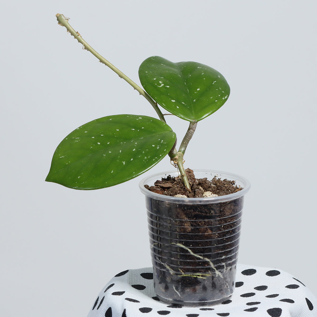 Hoya carnosa (Shocking Pink)