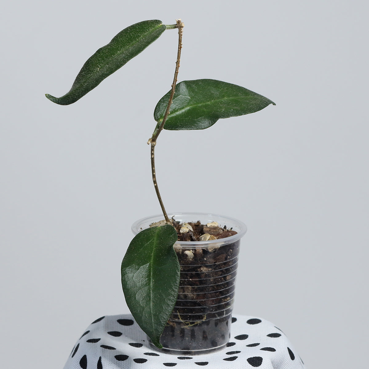 Hoya patella (IML-1096, pink)