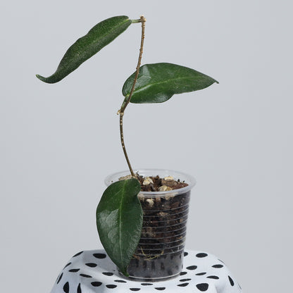 Hoya patella (IML-1096, pink)