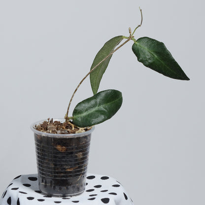 Hoya patella (IML-1096, pink)