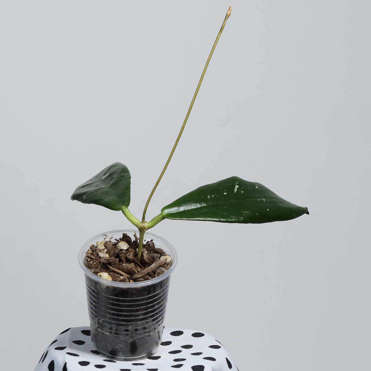 Hoya buntokensis (Kalimantan, SLM-01)