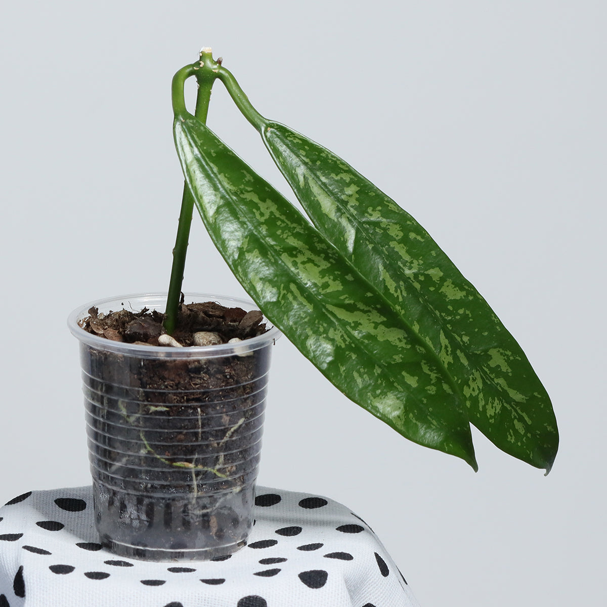 Hoya griffithii (Kina, spotted leaves)