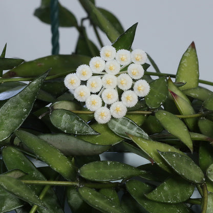 Hoya lacunosa (Poonsak, Thailand, IML-1648)