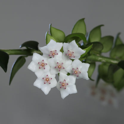 Hoya sp. aff. chinghungensis