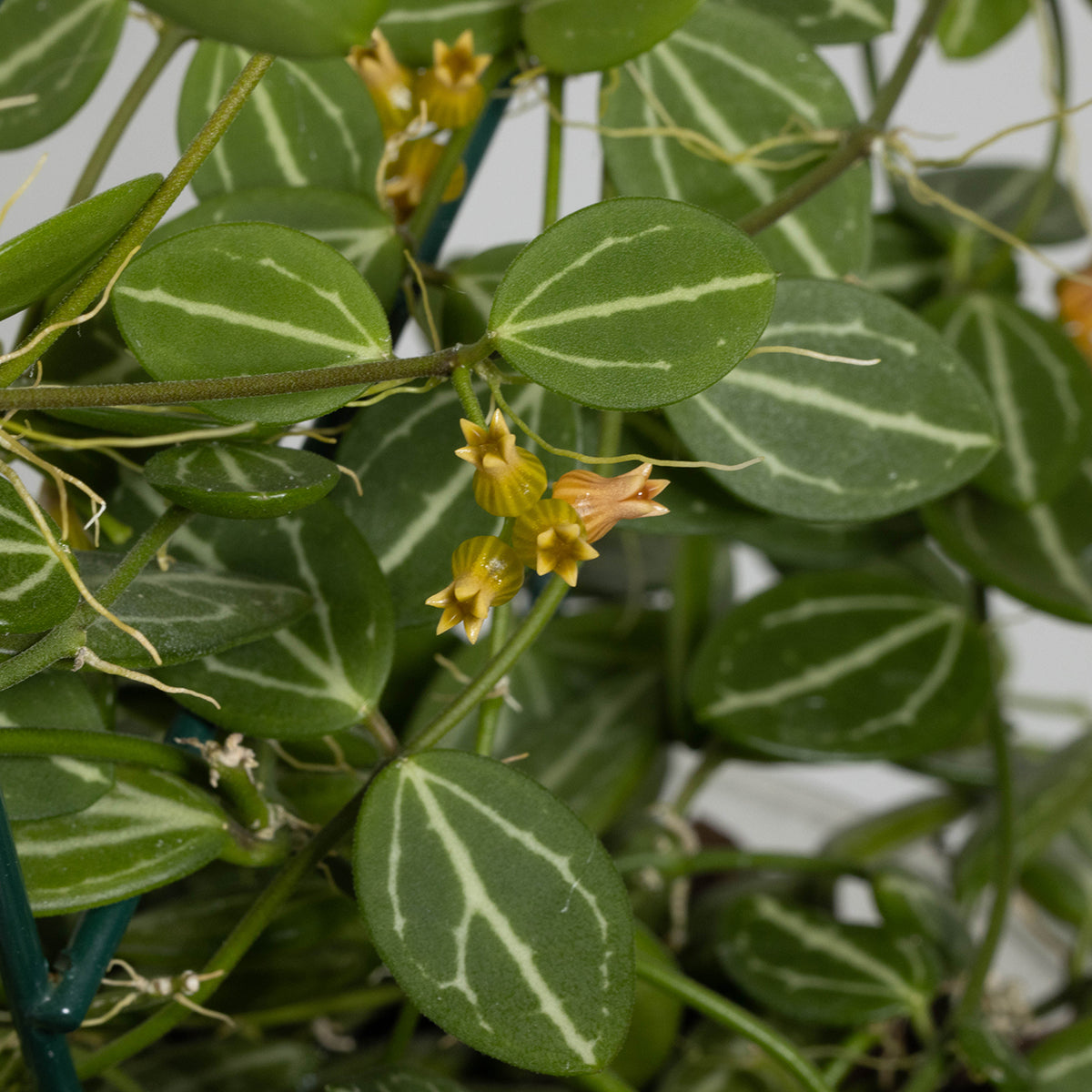 Dischidia ovata