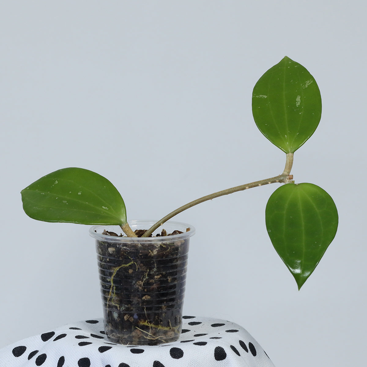 Hoya hanhiae (pale yellow)