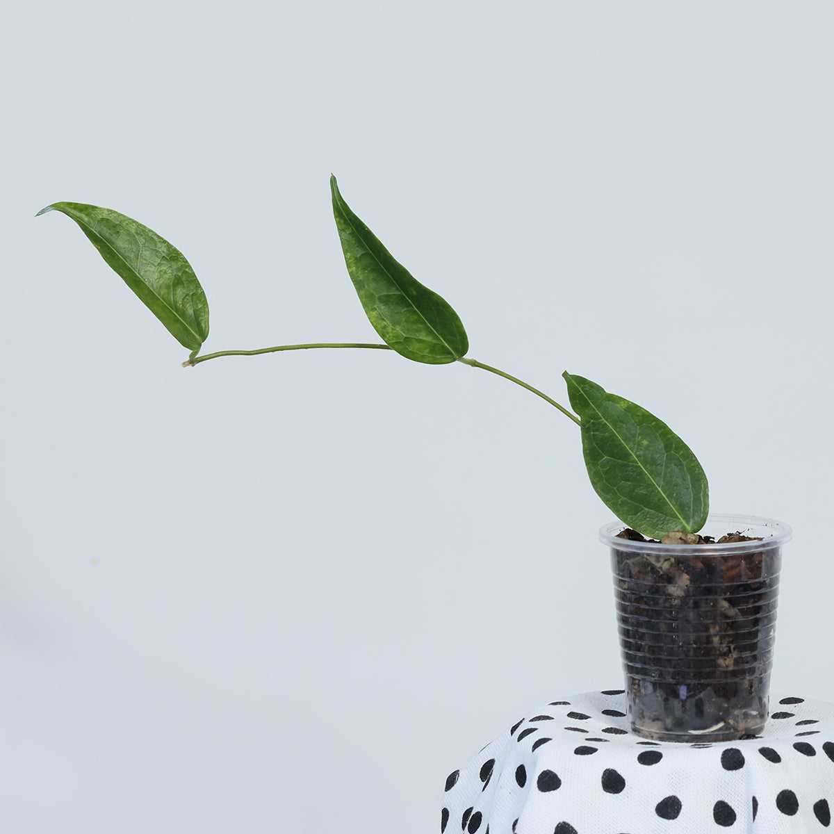 Hoya dennisii