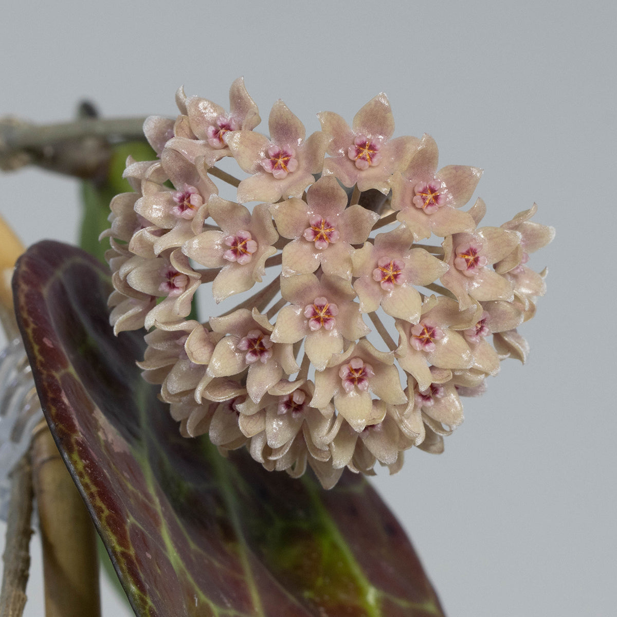 Hoya sp. (IV from WMZ)