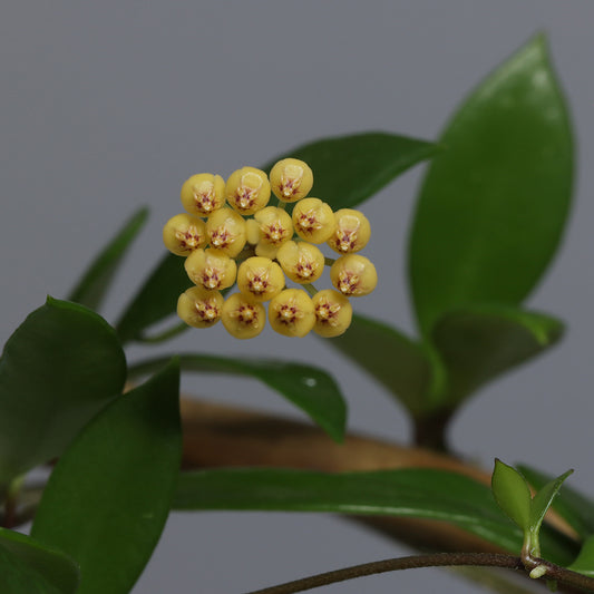 Hoya pubera (IML-968)
