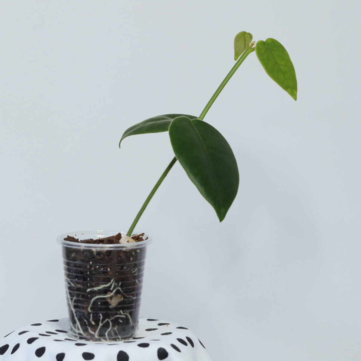 Hoya sp. Papua