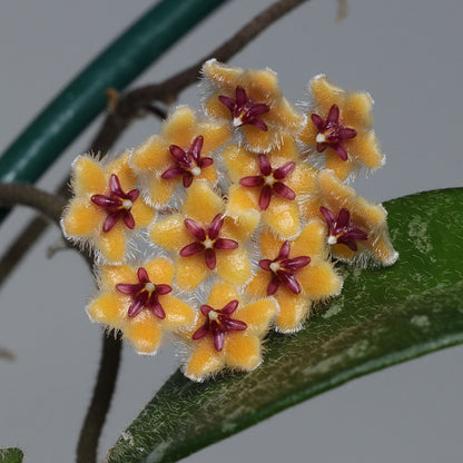 Hoya honglenae