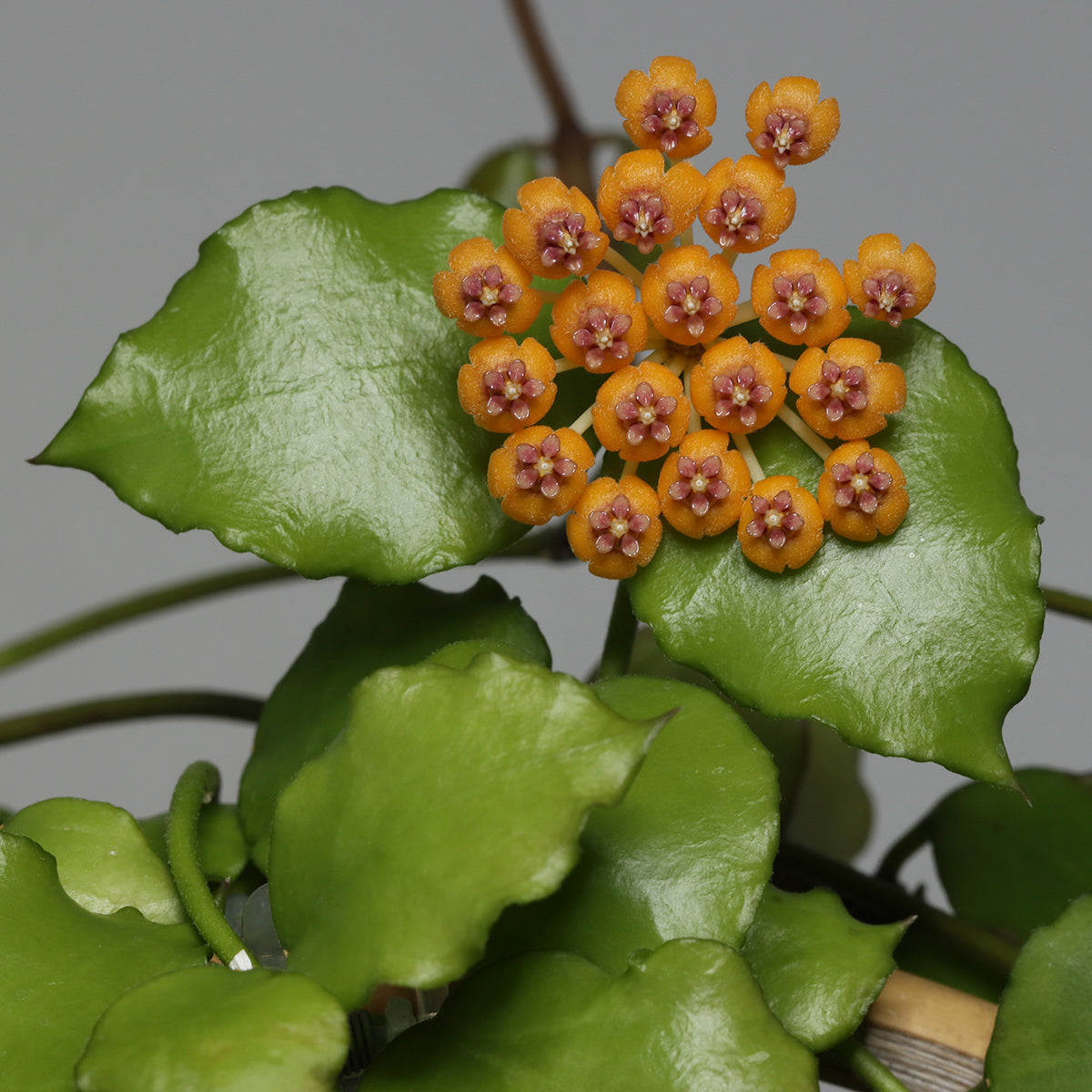 Hoya endauensis