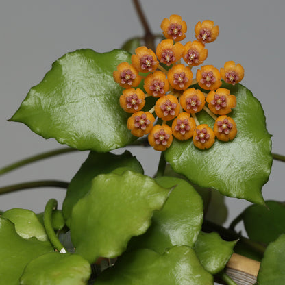Hoya endauensis