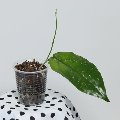 Hoya sangguensis (Malaysia)