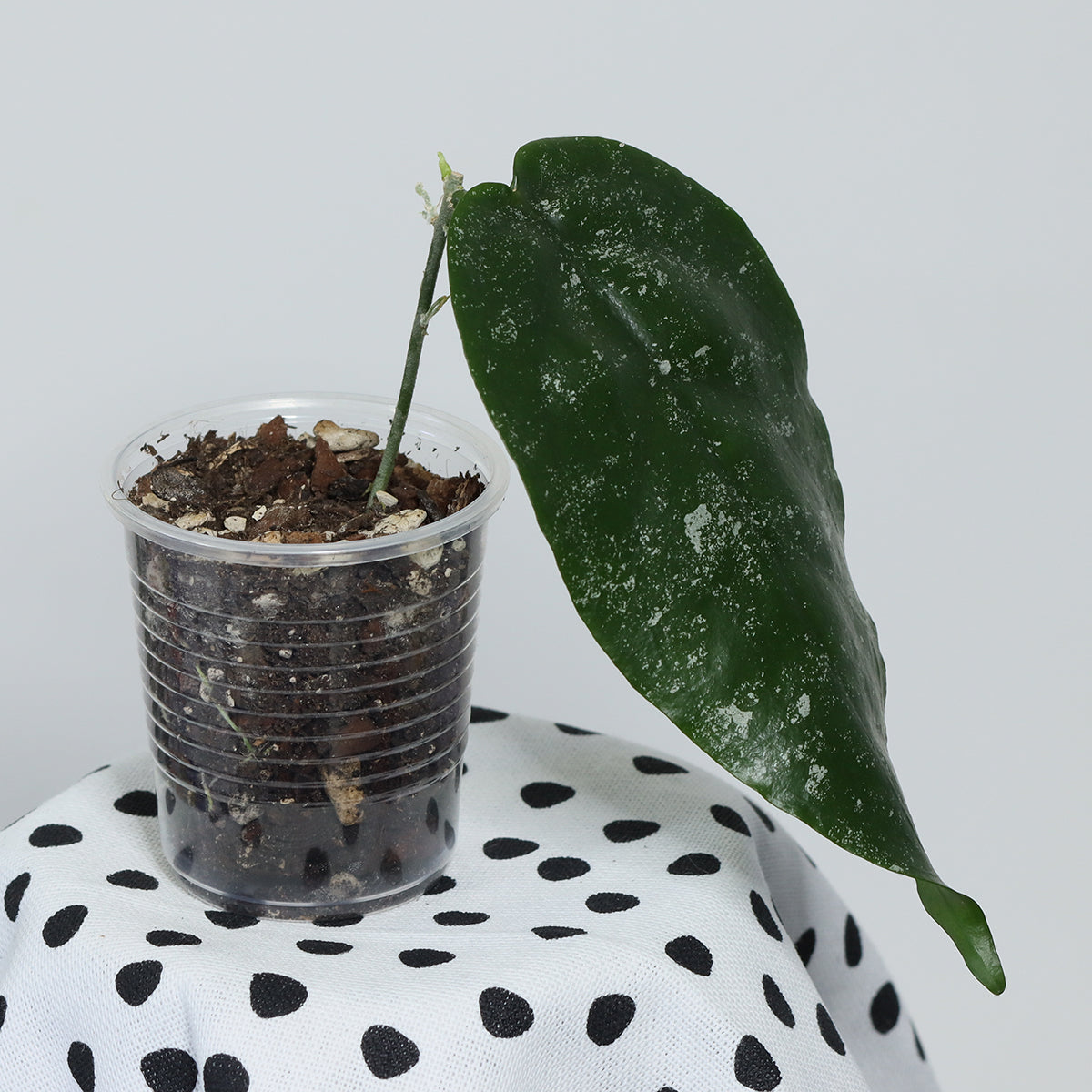 Hoya sangguensis (Malaysia)