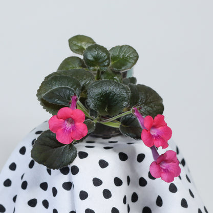 Sinningia 'SRG's Diablo Rouge'