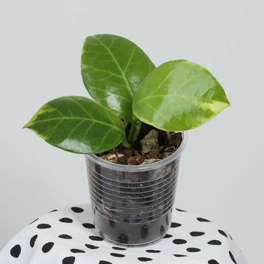 Hoya obscura (albomarginata)