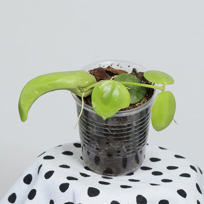 Dischidia major (Big Form)