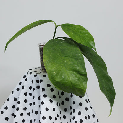 Hoya lasiantha (syn. praetorii)