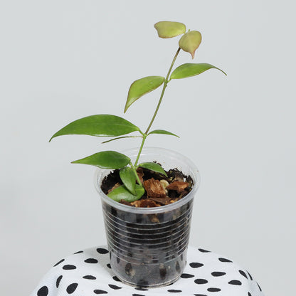 Hoya microstemma (NS11-145)