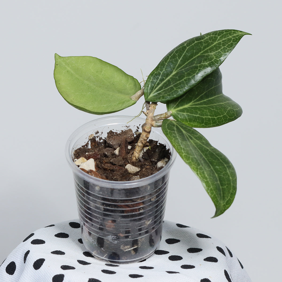Hoya fitchii (CMF-08)