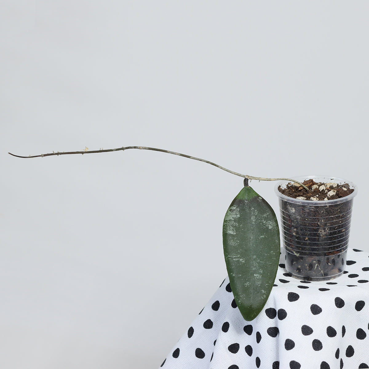 Hoya towutiensis