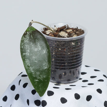 Hoya towutiensis