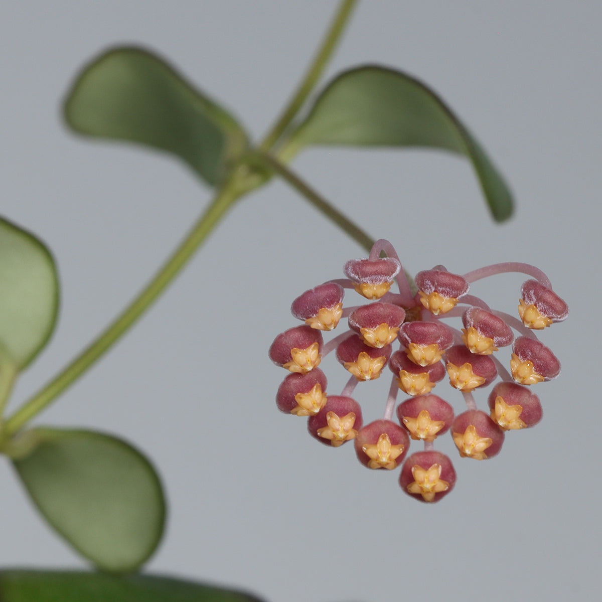 Hoya bilobata (yellow corona)