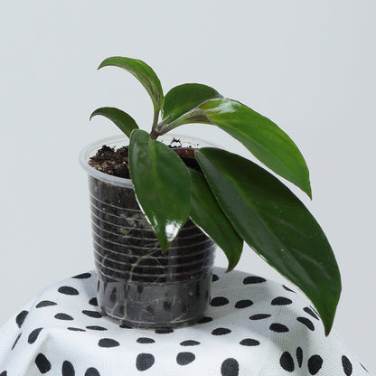 Nematanthus brasiliensis