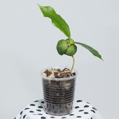 Hoya darwinii (Pink)