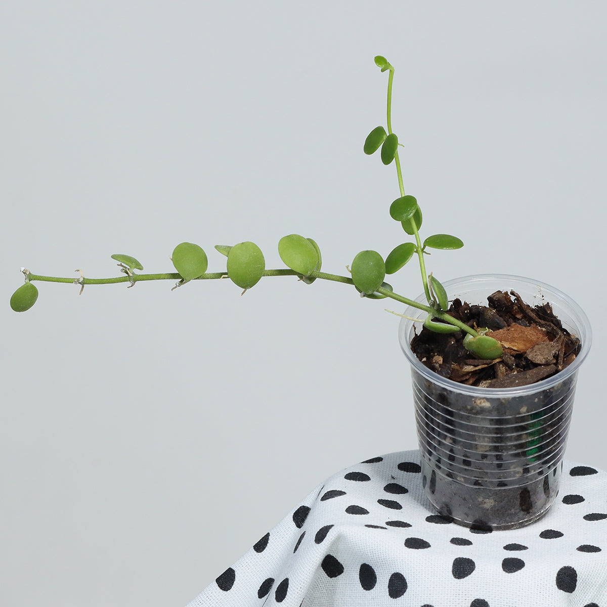 Dischidia nummularia (small, round leaves)