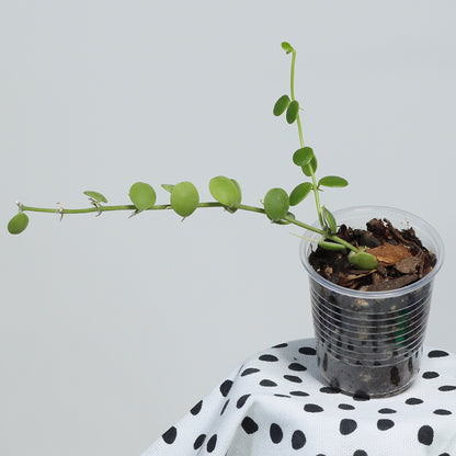 Dischidia nummularia (small, round leaves)