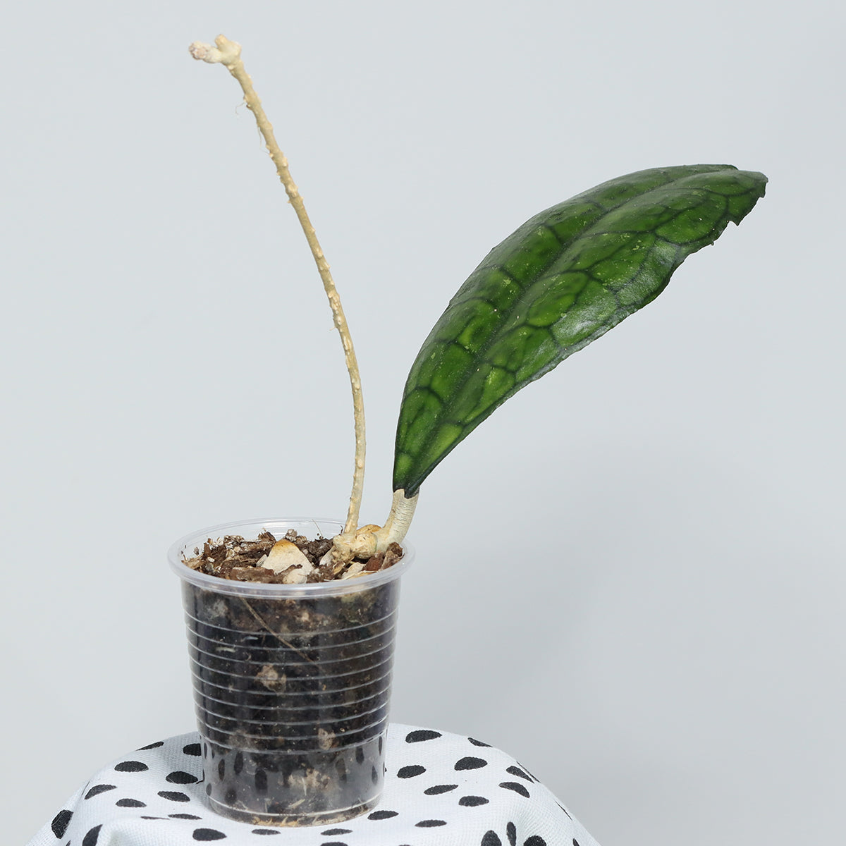 Hoya finlaysonii (EPC-318)