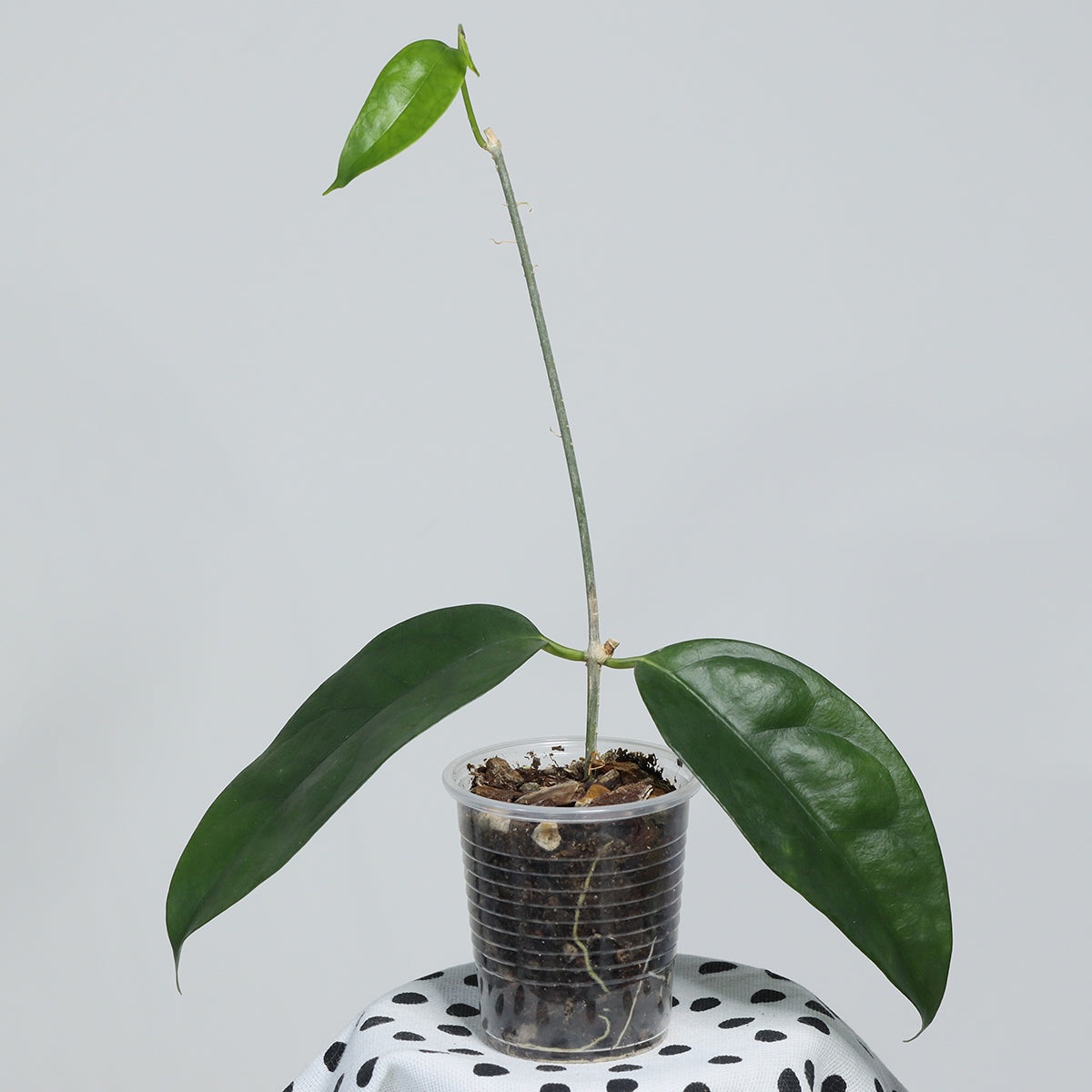 Hoya campanulata (Brunei)