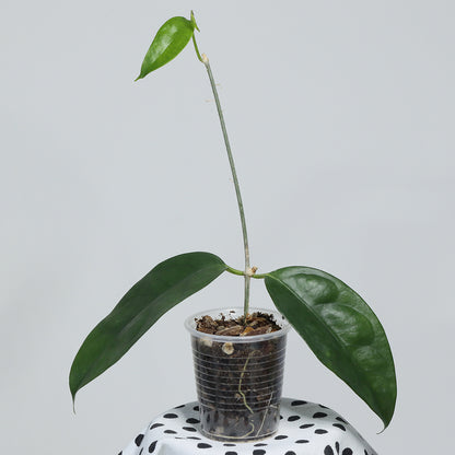 Hoya campanulata (Brunei)