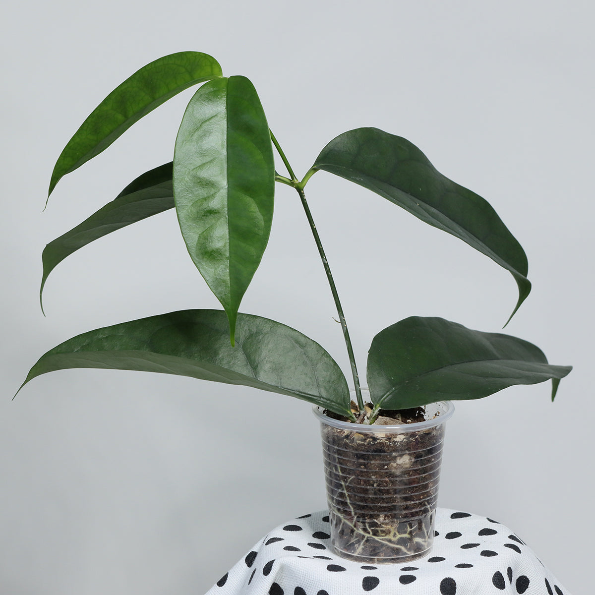 Hoya campanulata (Brunei)