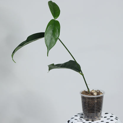 Hoya campanulata (Brunei)